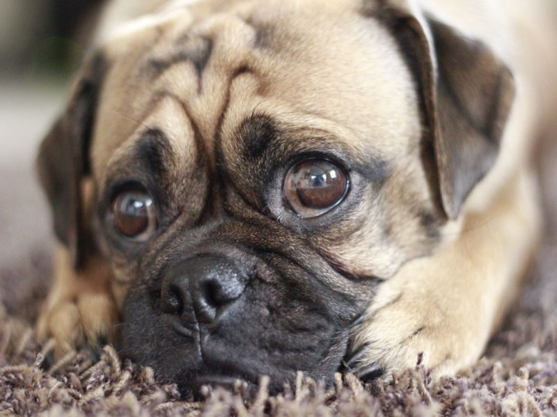 Wohnwagen mit Mops Retro Mops oder Sport Mops oder Altdeutscher Mops