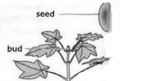 metaphors plant trees