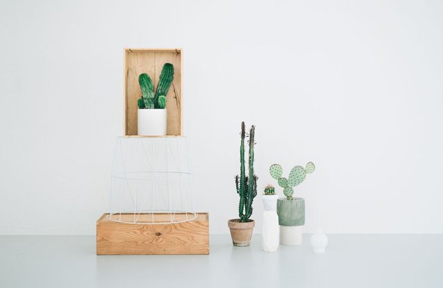 Cactus y suculentas de estilo nórdico minimalista