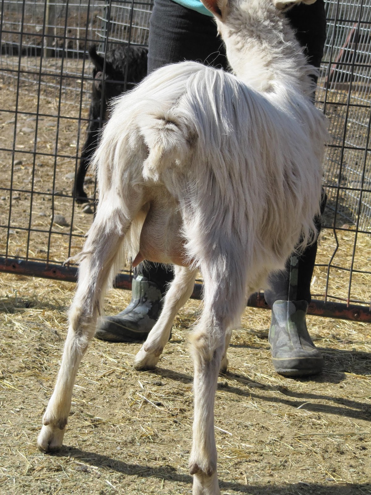 LIBERTY FARM CASHMERE GOATS CASHMERE GOATS FOR SALE