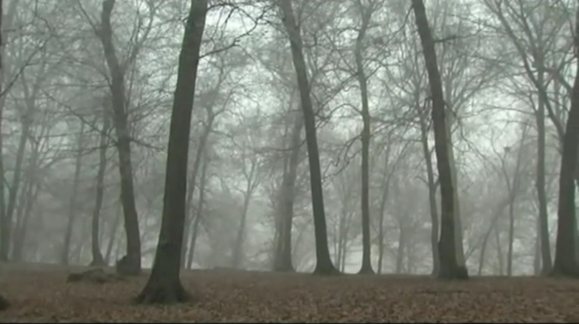 ovnis y fenómenos paranormales EL BOSQUE ENCANTADO DE TRANSILVANIA