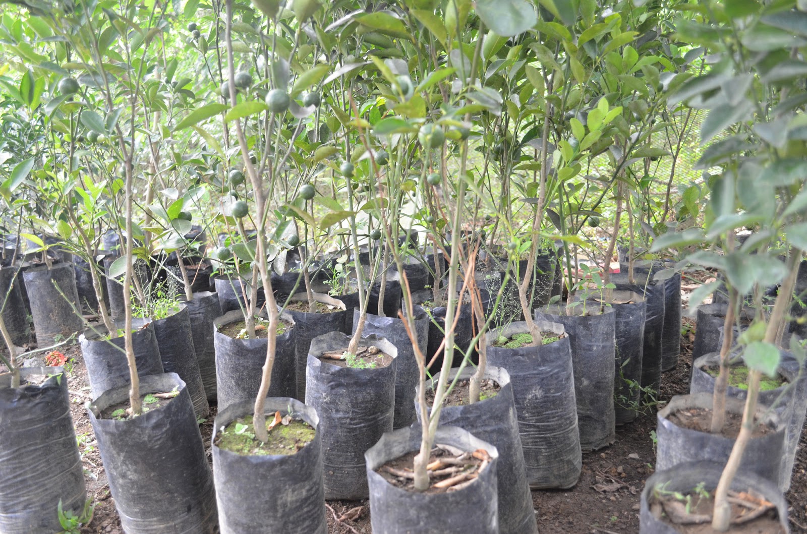 Philippine Culture and Surprises Plant a Tree