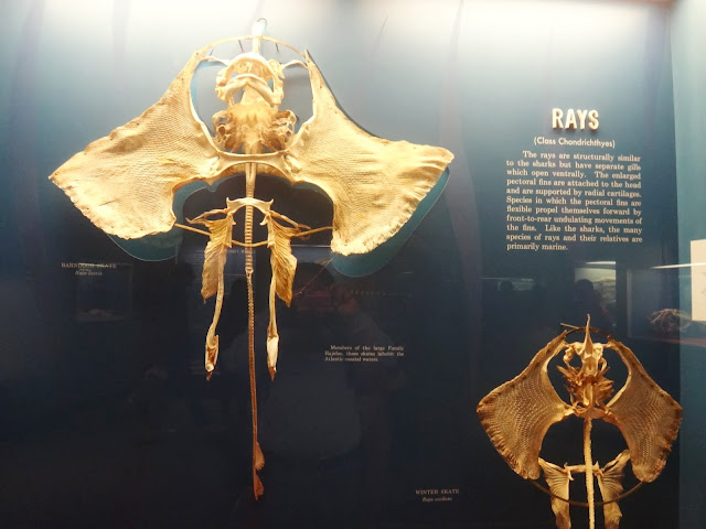 Rays bone skeleton at National History Museum in Washington DC, USA Rays bone skeleton at National History Museum in Washington DC, USA
