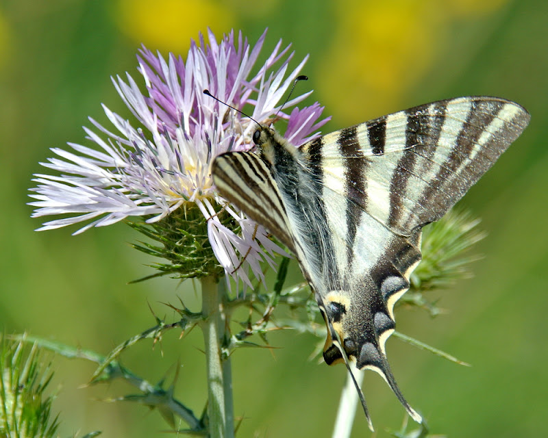 Nikon 1 V1 + FT1 + Nikkor 18-300 VR a 300 (810) mm • ISO 160 • 1/250 • f/10