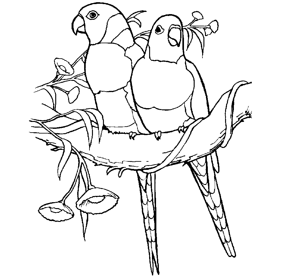 Scribbles Drawing And Coloring Book : Colour drawing free wallpaper parrots coloring