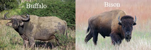 Bison vs. Buffalo: What's the Difference? - Live Science