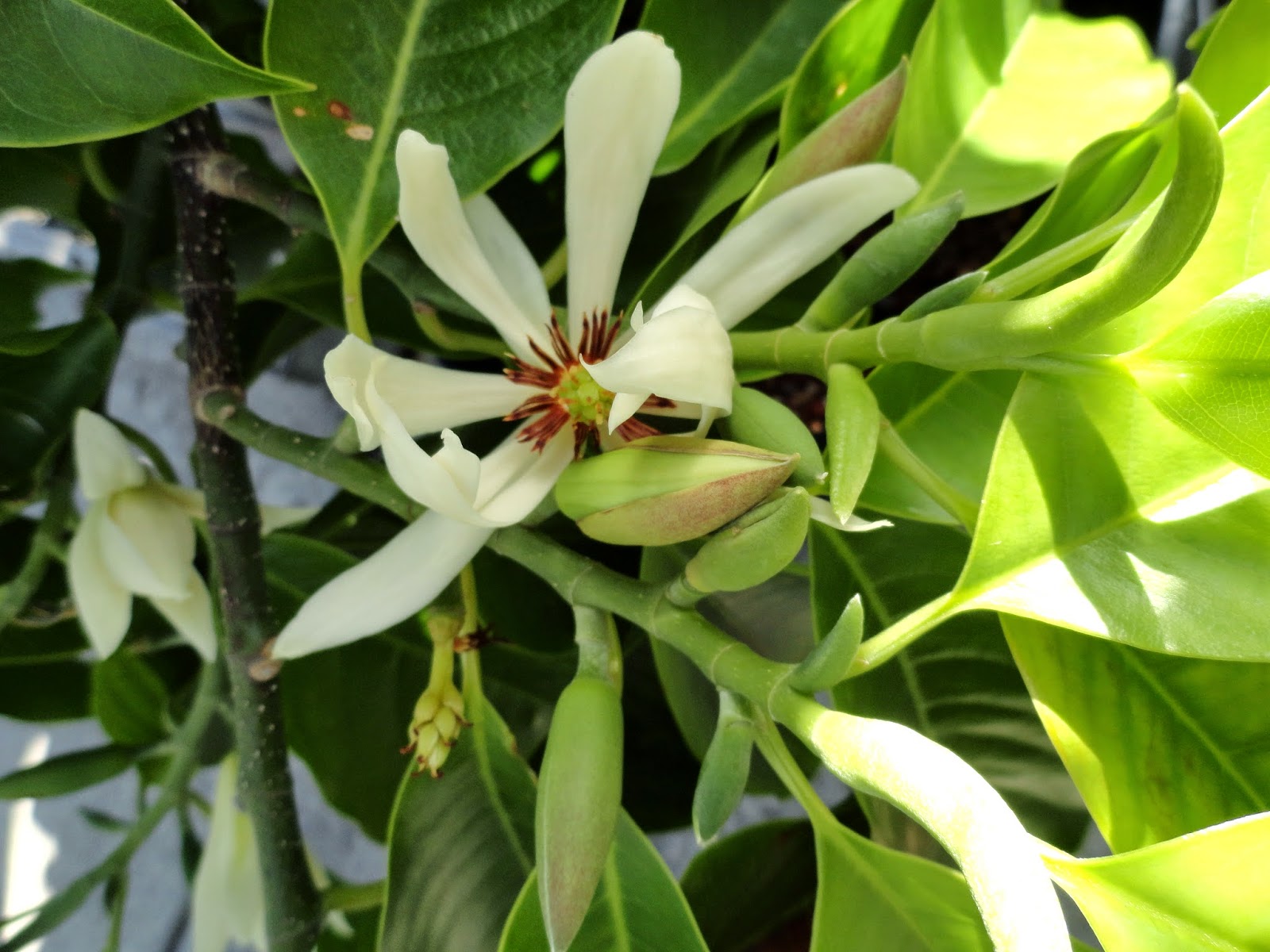 danger garden East Bay Nursery