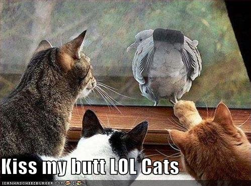 Lolcat Bff