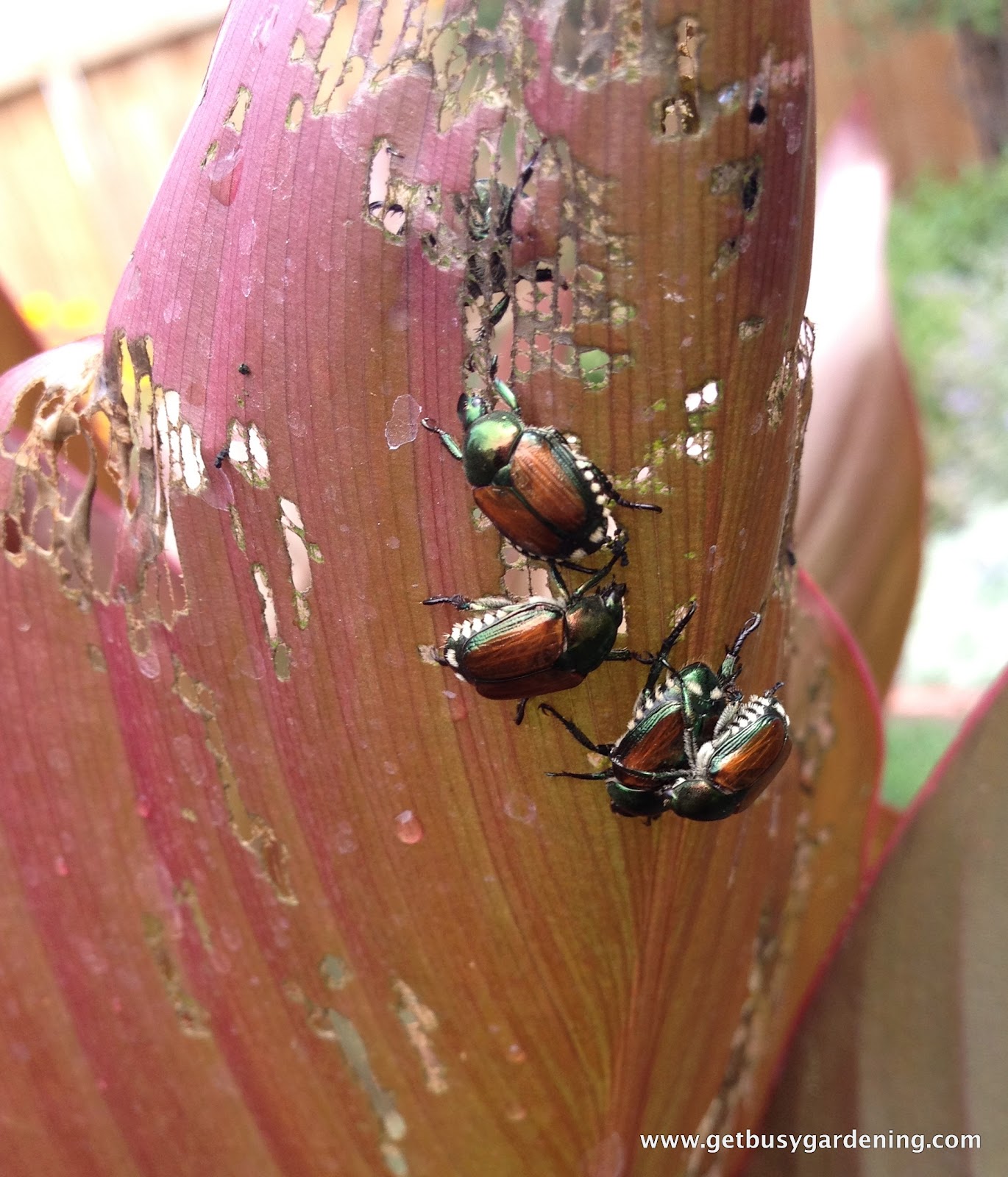 Japanese Beetle Traps Get Busy Gardening
