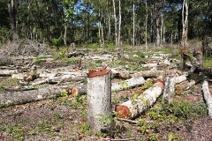 220 hectares de floresta desaparecem por ano no país 220 hectares de floresta desaparecem por ano no país