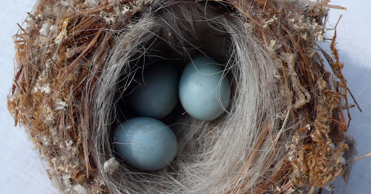 Share my Garden: Eggs