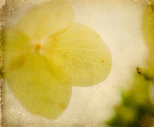 small flower texture 2 small flower texture 2
