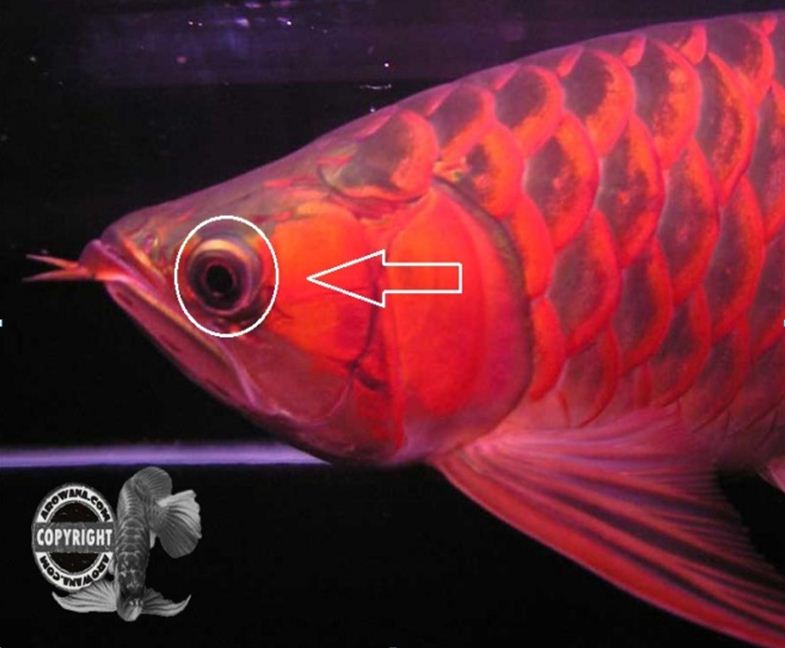 "DROP EYE (MATA JATUH)"