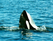 Spy-hopping Orca, Southeast, Alaska