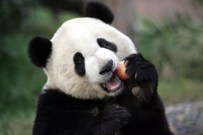 Funny Pictures Gallery: Panda, giant panda, panda free ... diagram of giant panda body 