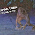 Homem afirma ter encontrado Chupacabra e tira fotos para provar isso