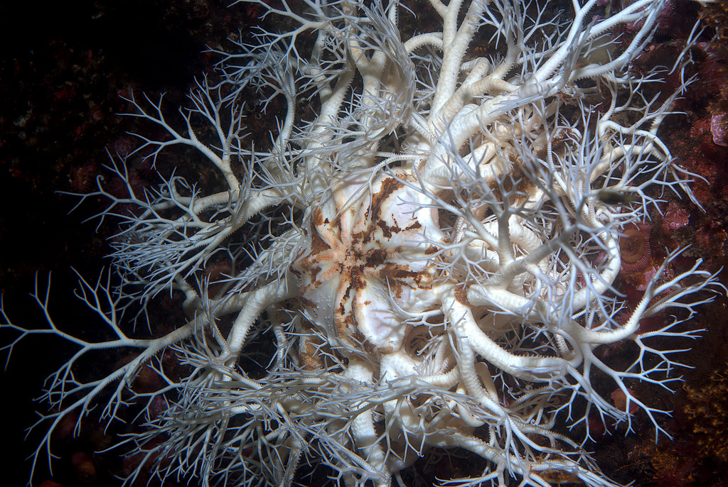real monstrosities basket star