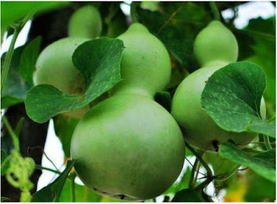 Buah-Buahan Paling Unik dan Aneh di Dunia Buah-Buahan Paling Unik dan Aneh di Dunia