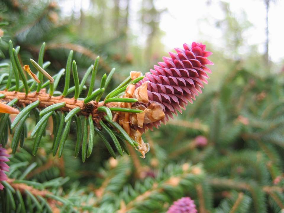 Species New to Science [Botany • 2014] Gymnosperms of Laos