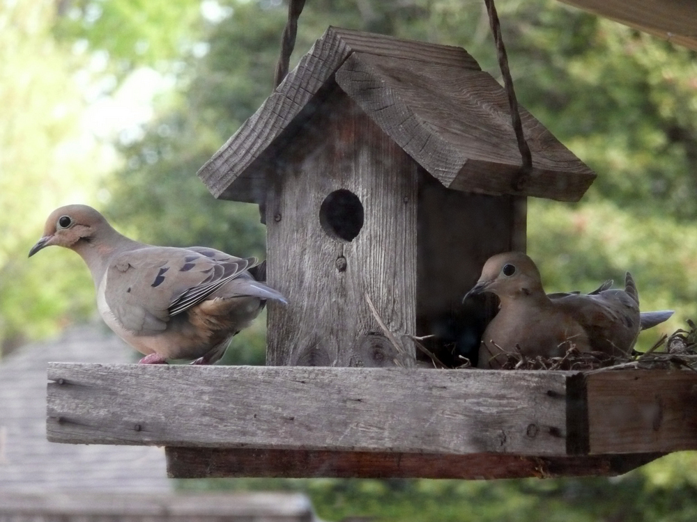 Mourning Dove Birdhouse Plans Free