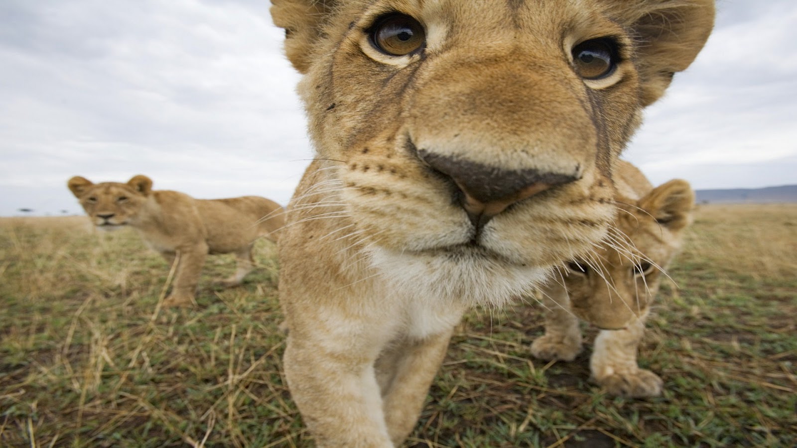 Best Animals HD Desktop Wallpapers - HD Animal Wallpapers | Rooteto