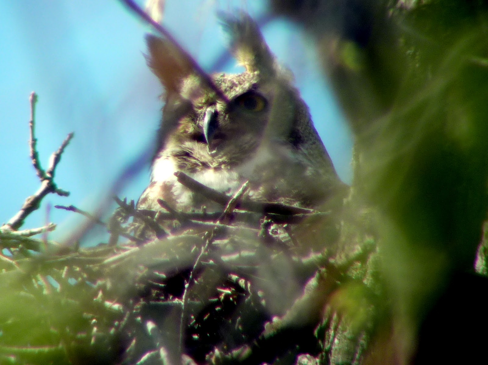 Penelopedia Nature and Garden in Southern Minnesota Great Horned Owl