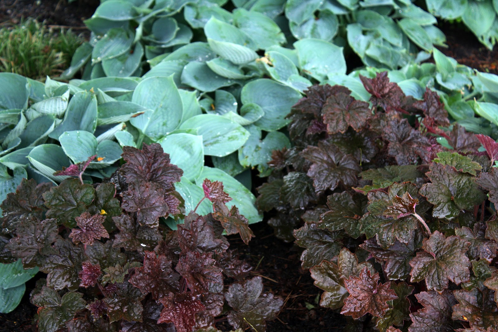 Heuchera Purple Palace