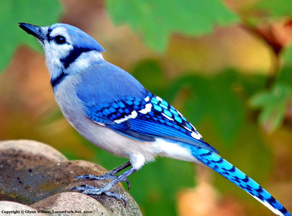 Blue Jay with Bizarre Head Feathers - wide 4