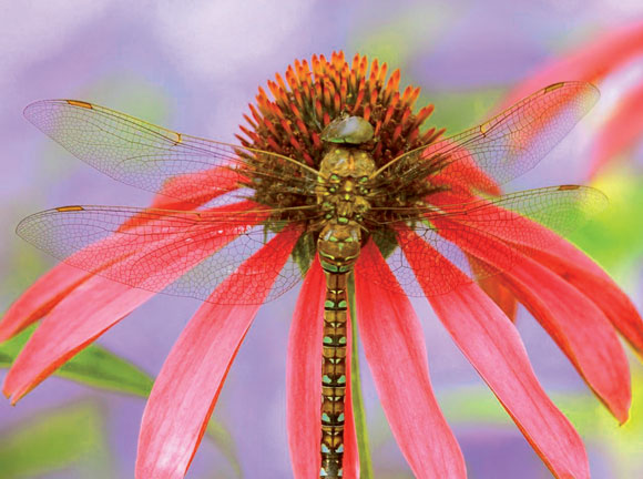 Картинки по запросу Как защитить растения от вредителей в гармонии с природой?