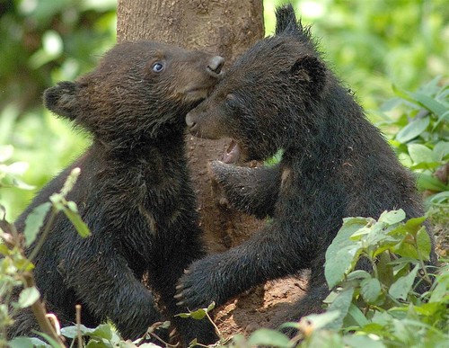 black bear babies