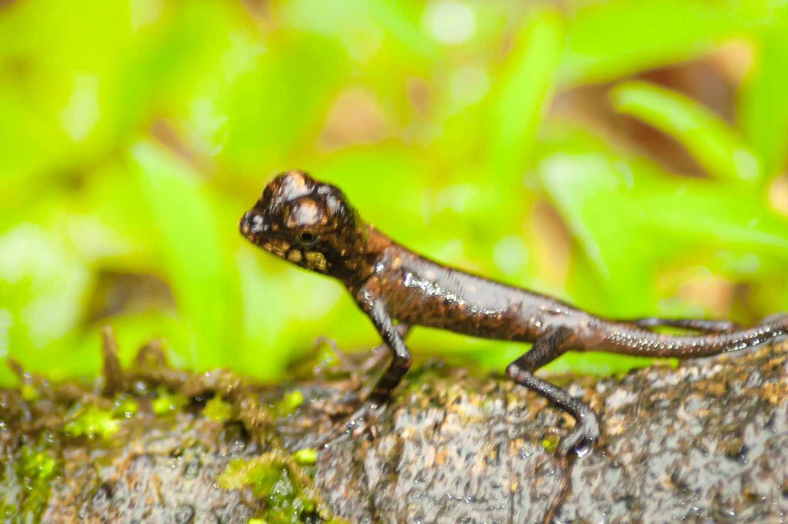 Forest Lizard