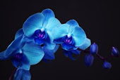 Orchidées bleues