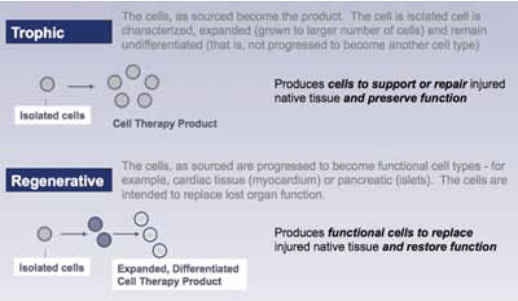 In the regenerative approach, embryonic or adult stem cells are isolated, ... In the regenerative approach, embryonic or adult stem cells are isolated, ...