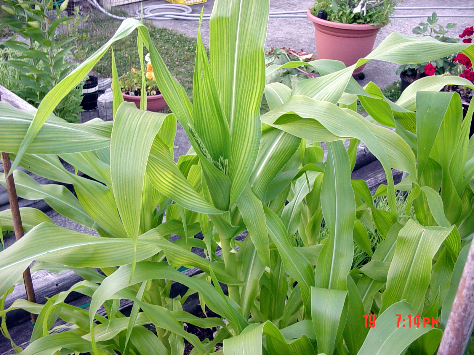 Sweet Corn recipesncrochet