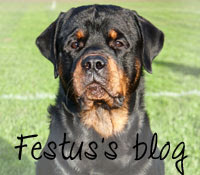 Festus