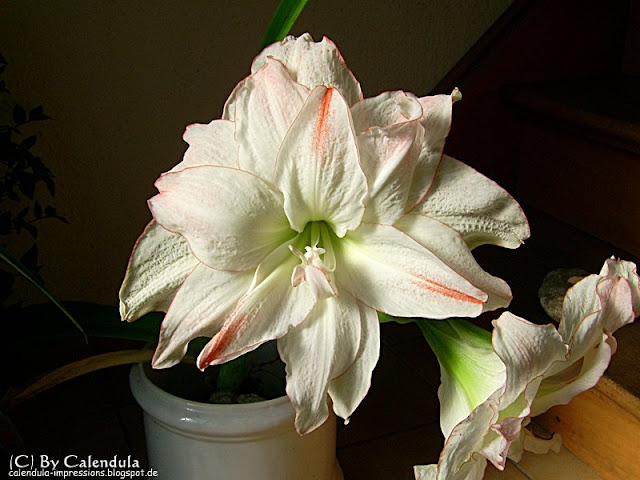 blühende Amaryllis