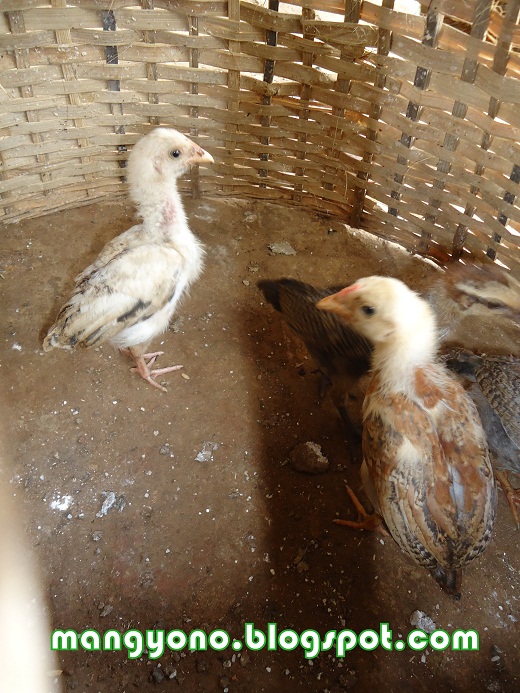 Beternak ayam kampung ala anak anakku Blog Mang Yono