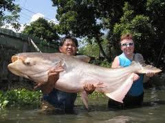 Notícias - Os 10 maiores peixes de água doce do mundo 10-+babre+de+mekong
