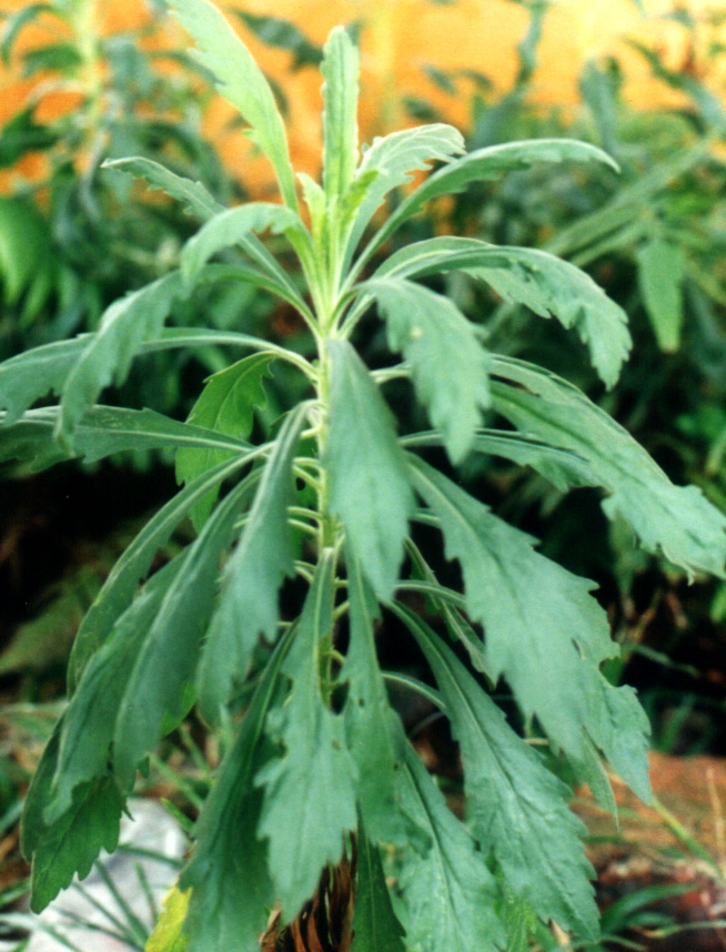 Ciri-ciri Tanaman Sintrong