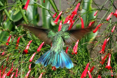 Beija-flor-de-orelha-violeta na Russélia Colibri-serrirostris