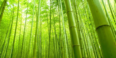 Kisah Penuh Hikmah: Kisah Pohon Pakis dan Pohon Bambu