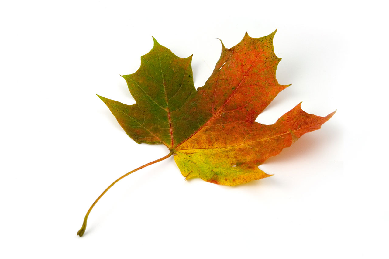 maple leaf just the wheels go aboot canadians maple leaf just the wheels go aboot canadians