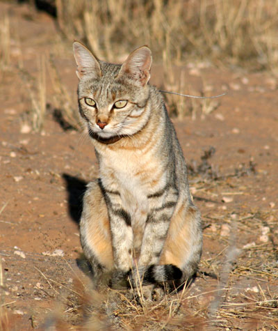 Kucing Liar