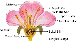 Bagian-Bagian Bunga Lengkap