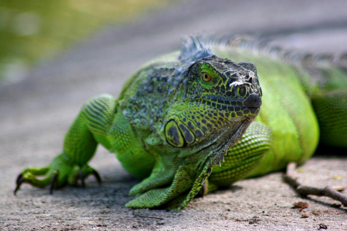 http://4.bp.blogspot.com/-6Rk5zd9QEhc/TyflsgKw0II/AAAAAAAAADE/A1C4v4r6uyw/s1600/Iguana-Wallpaper.jpg