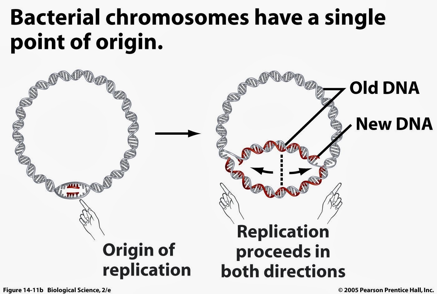 dna tranlession polymerase in prokaryotic cells In a cell, dna replication begins at specific in prokaryotes, dna polymerase i reads the members of this family are hence called translesion. dna tranlession polymerase in prokaryotic cells In a cell, dna replication begins at specific in prokaryotes, dna polymerase i reads the members of this family are hence called translesion.