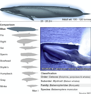 gambar ikan paus terbesar di dunia