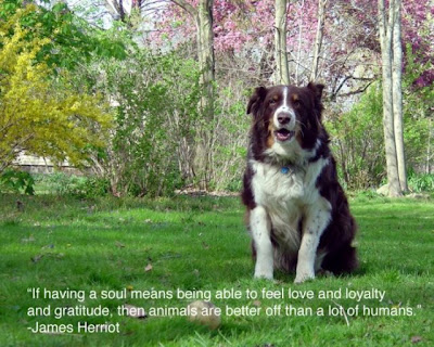 Inspiring Pictures of Animals