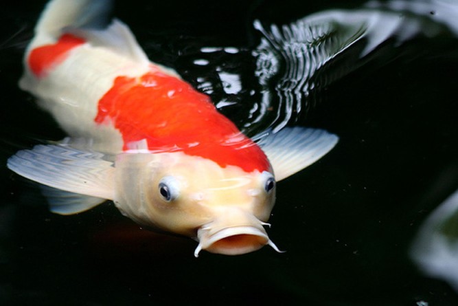 Gambar Ikan Koi Gambar Pemandangan