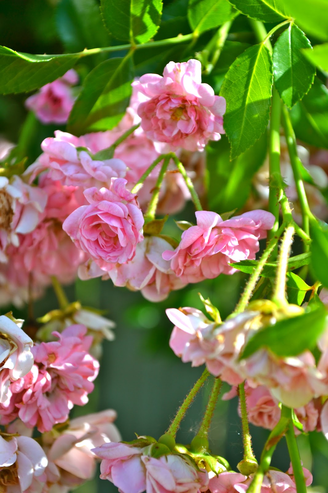 THE FRENCH HUTCH PETALS FROM THE PAST